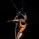 A small spider found in Malaysia captures a comparatively huge ant.